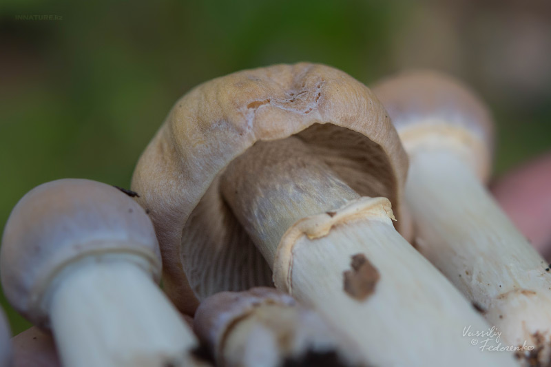 cortinarius_caperatus_08.jpg