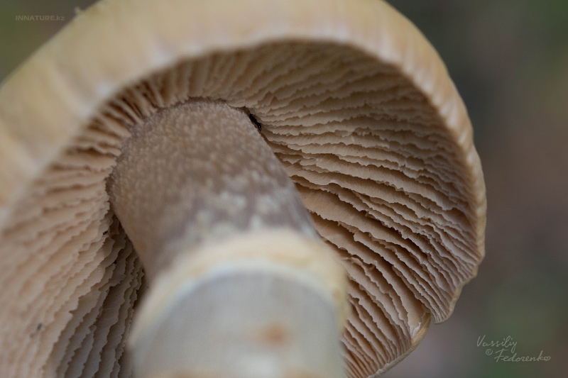 cortinarius_caperatus_09.jpg