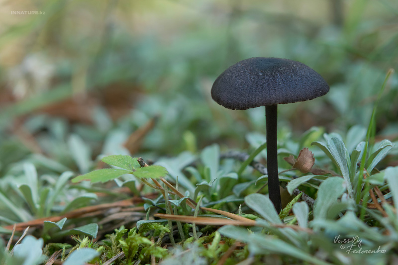 entoloma_01.jpg