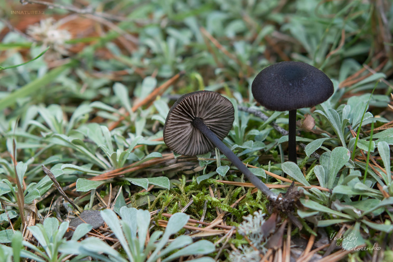 entoloma_02.jpg