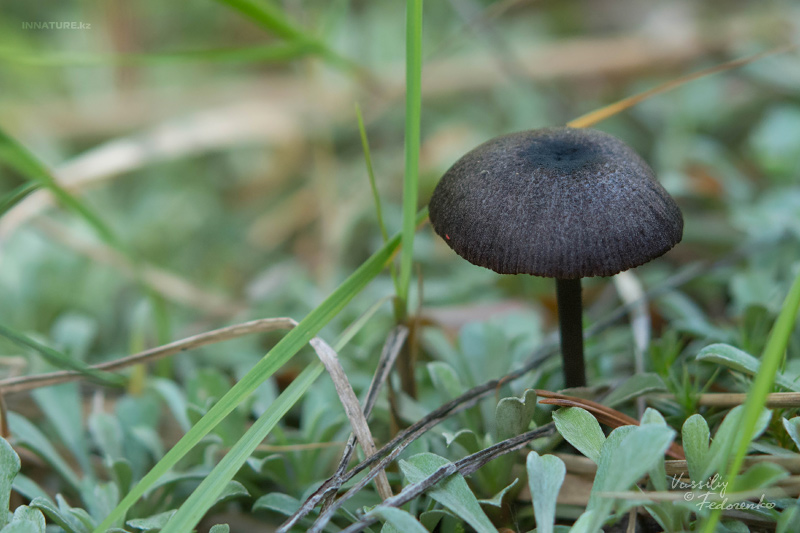 entoloma_03.jpg