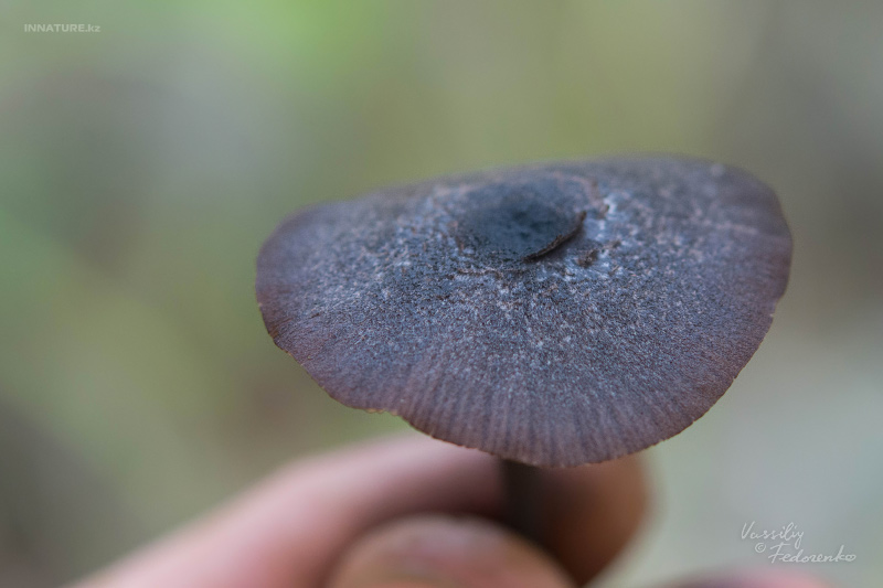 entoloma_05.jpg