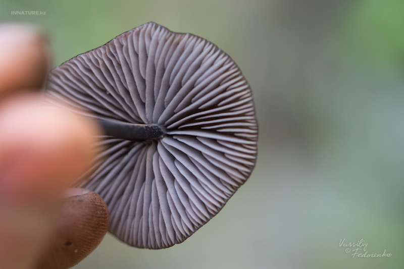 entoloma_06.jpg