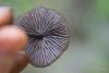 entoloma_06_t1.jpg