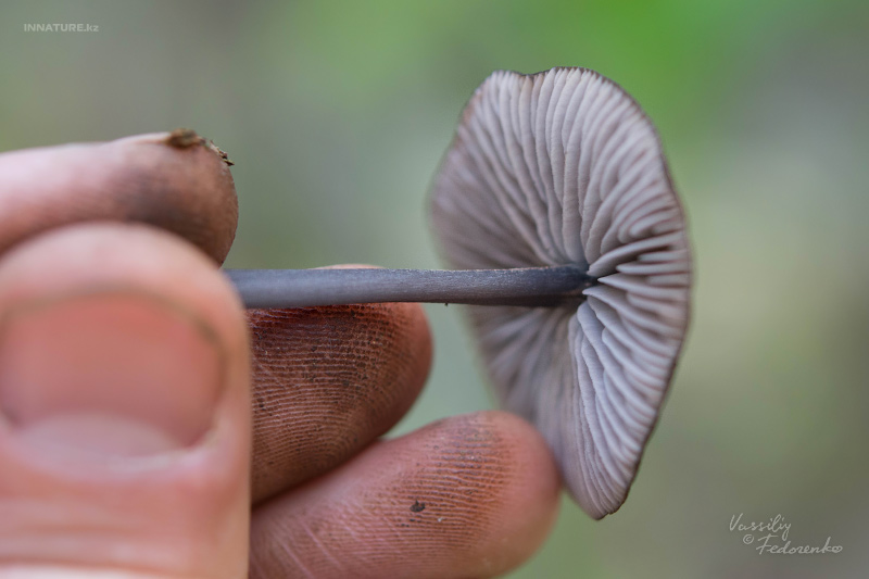 entoloma_07.jpg