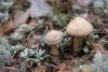 fungi_01_t1_7.jpg