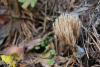 fungi_01_t1_8.jpg