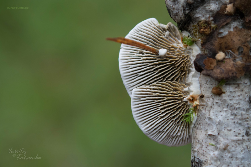 fungi_02_1.jpg