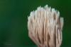 fungi_02_t1_4.jpg