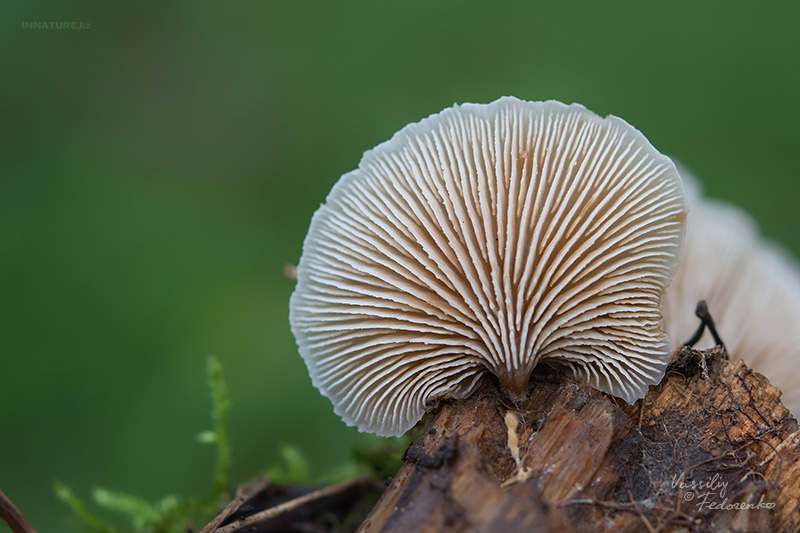 fungi_03.jpg