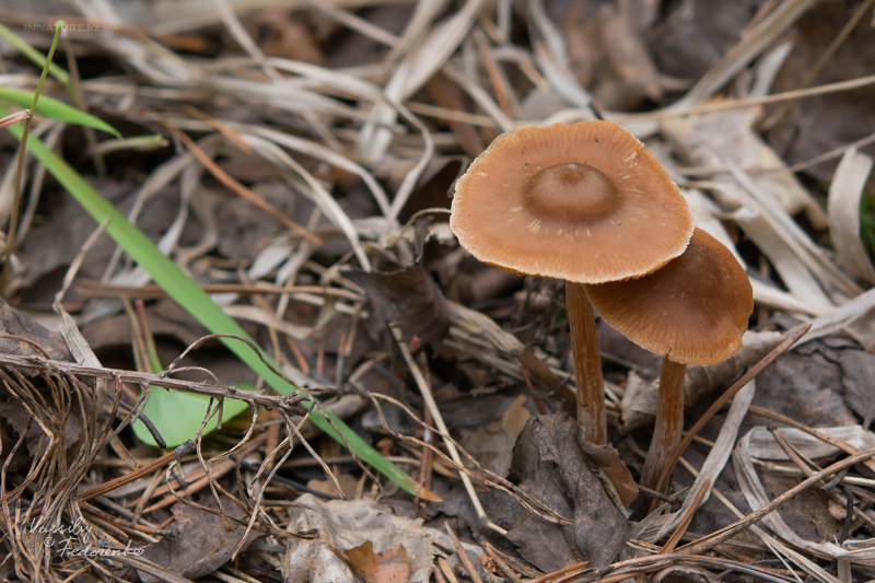 fungi_03_1.jpg