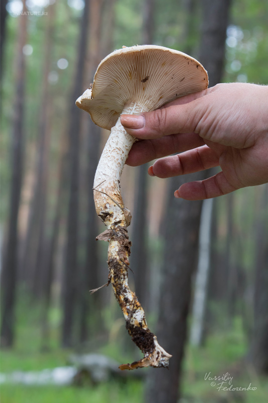 fungi_03_6.jpg