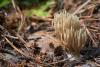 fungi_03_t1_4.jpg