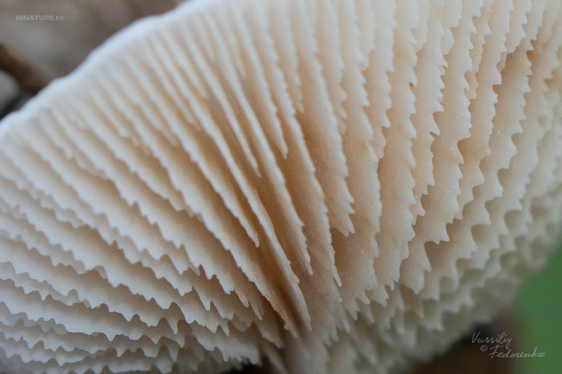 fungi_04.jpg