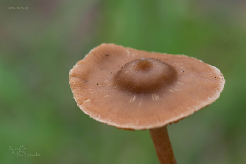 fungi_04_1.jpg