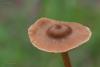 fungi_04_t1_1.jpg