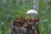 fungi_04_t1_5.jpg