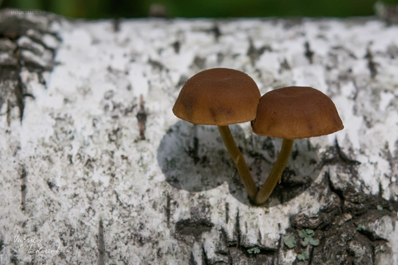 fungi_05.jpg