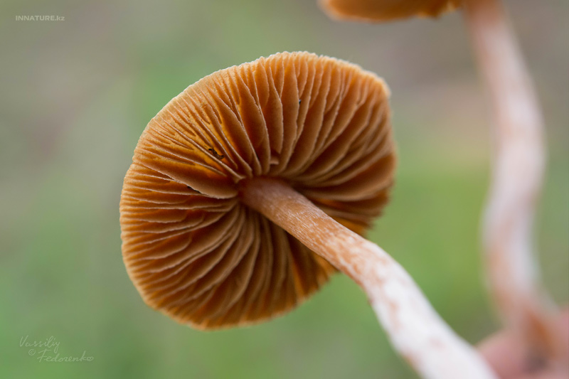 fungi_05_1.jpg