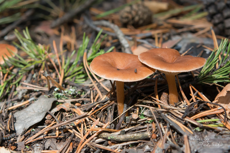 fungi_05_2.jpg