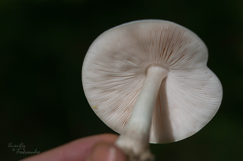 fungi_05_5.jpg