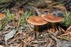 fungi_05_t1_2.jpg