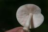 fungi_05_t1_5.jpg