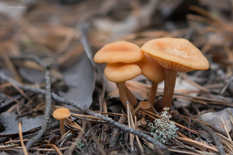 fungi_06_3.jpg