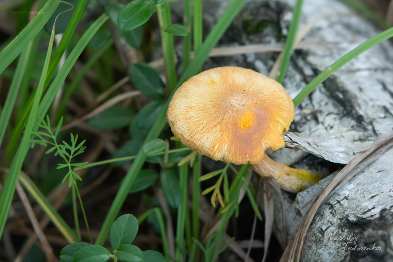 fungi_06_5.jpg