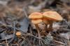 fungi_06_t1_3.jpg