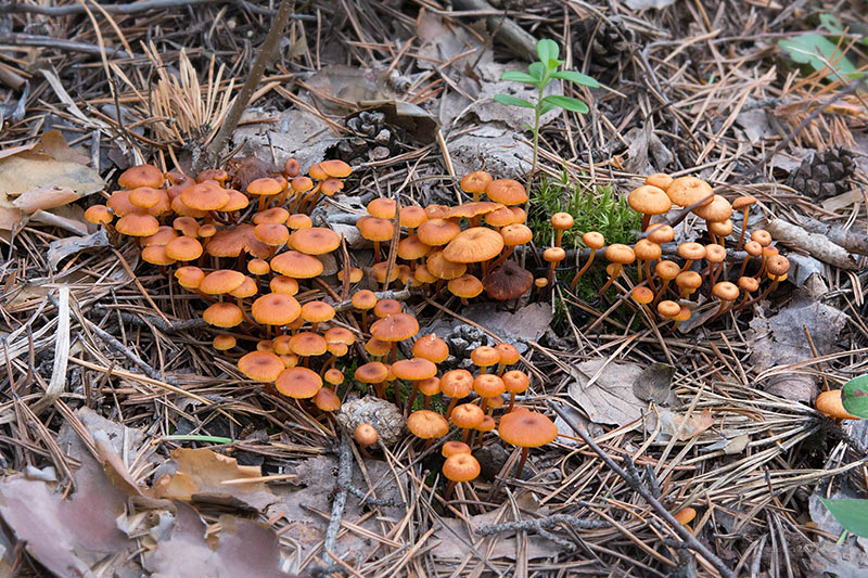 fungi_07.jpg