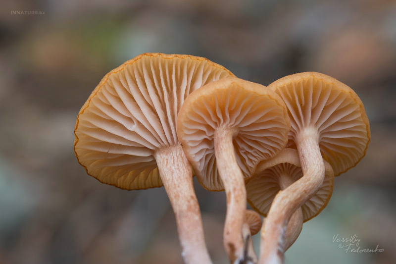 fungi_07_3.jpg