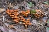 fungi_07_t1.jpg