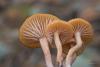 fungi_07_t1_3.jpg