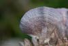 fungi_07_t1_4.jpg