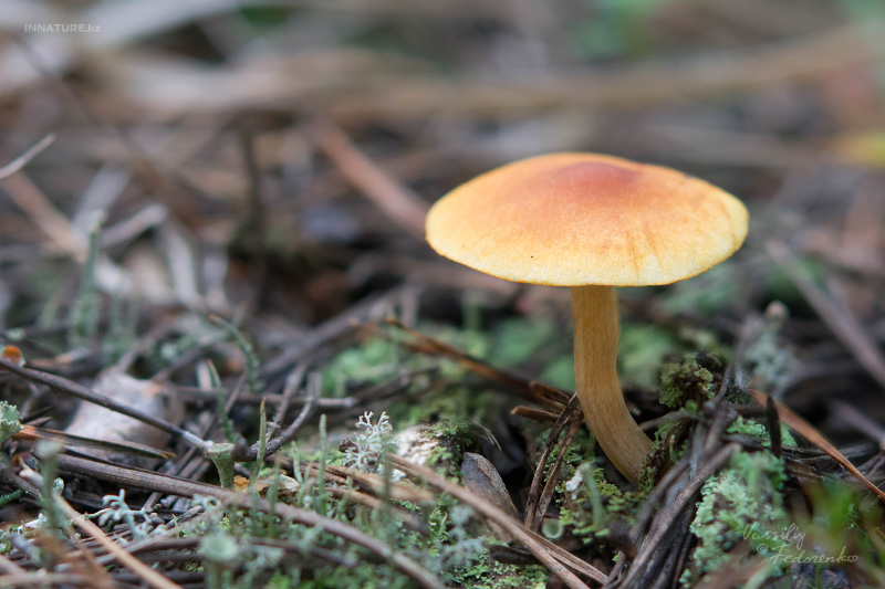 fungi_08_2.jpg