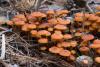 fungi_08_t1.jpg