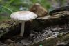 fungi_08_t1_1.jpg