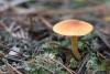 fungi_08_t1_2.jpg