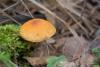 fungi_08_t1_3.jpg