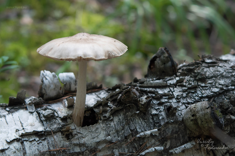 fungi_09.jpg