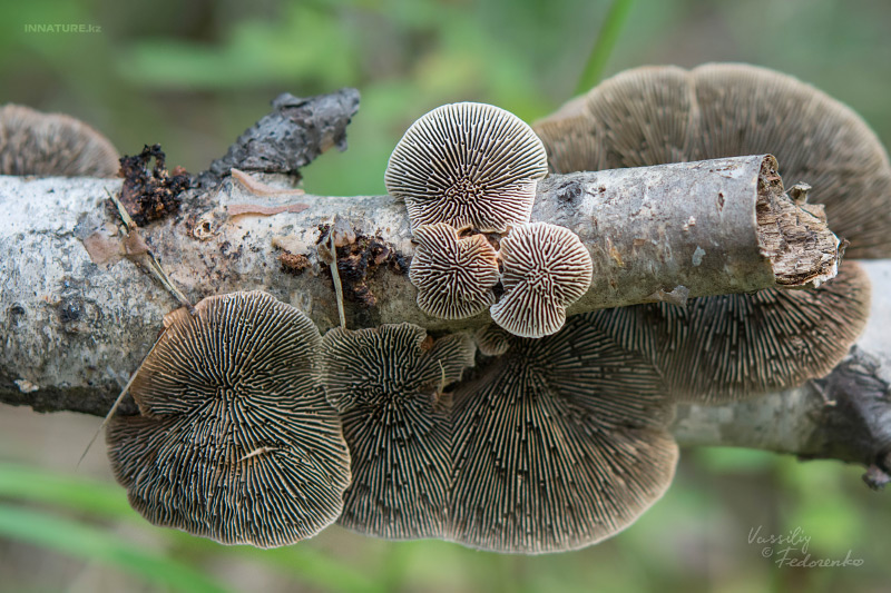 fungi_09_3.jpg