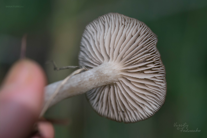 fungi_09_4.jpg