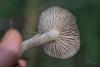 fungi_09_t1_4.jpg