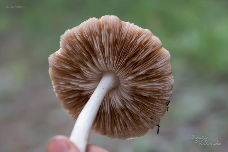 fungi_10.jpg