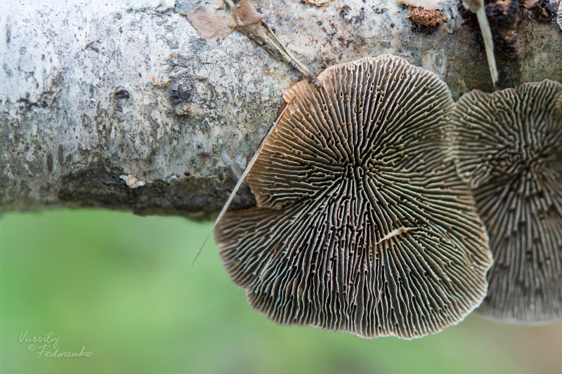 fungi_10_3.jpg