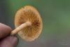 fungi_10_t1_2.jpg