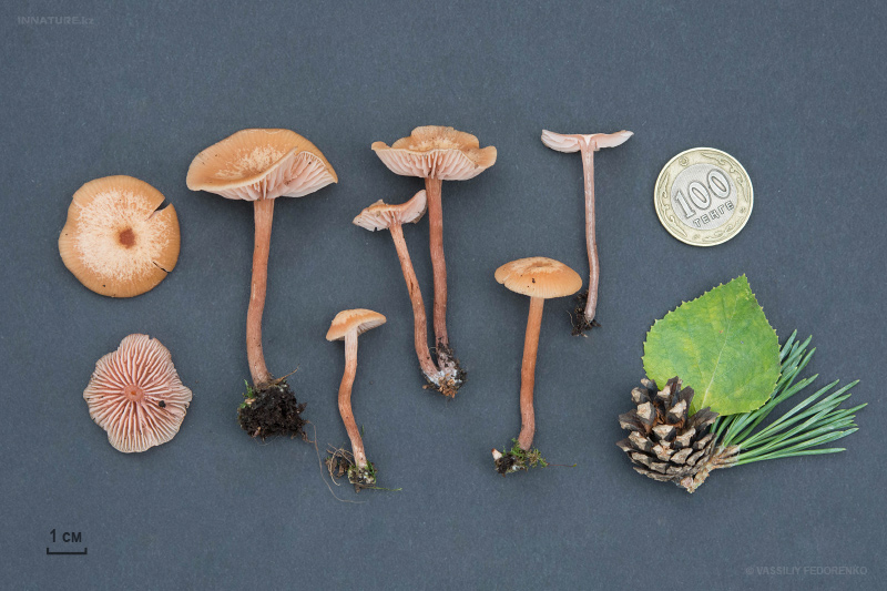 fungi_11_4.jpg