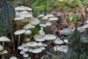 fungi_11_t1_1.jpg