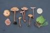 fungi_11_t1_4.jpg